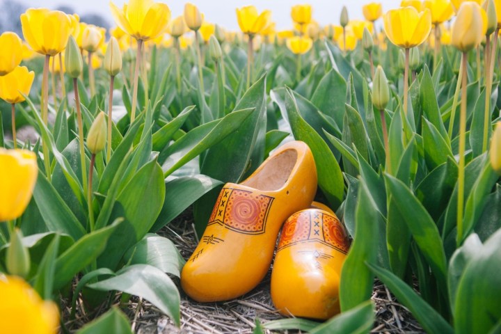 Yellow wooden clogs in a field of blooming yellow tulips.